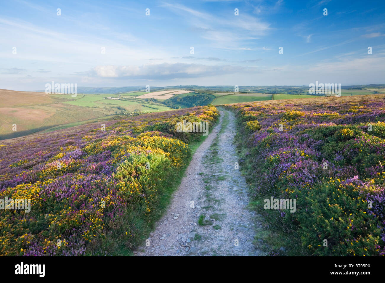 Le South West Coast Path sur grand bourreau. Parc National d'Exmoor. Devon. L'Angleterre. UK. Banque D'Images