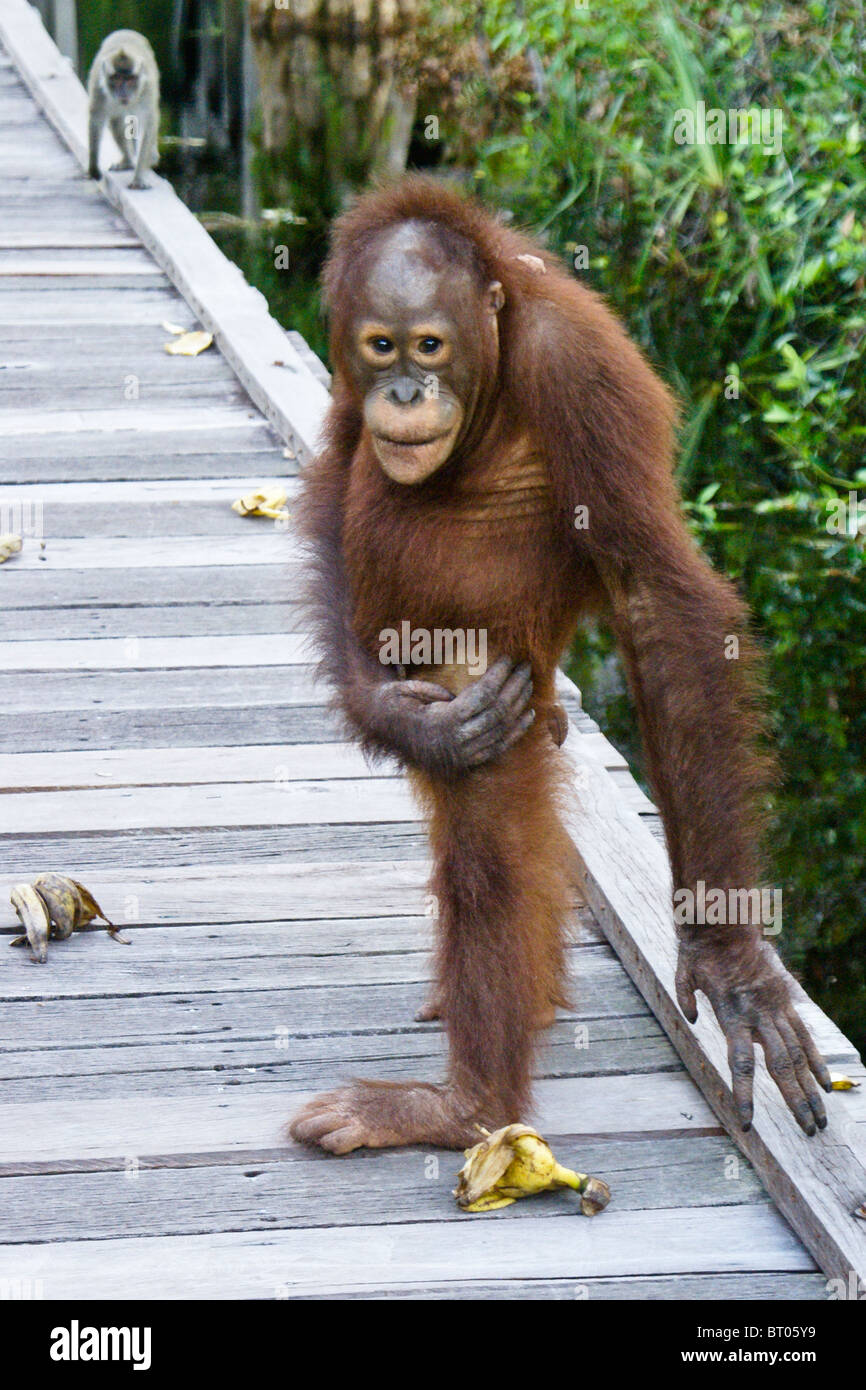 Les jeunes orang-outan sur boardwalk, Camp Leakey, Bornéo, Indonésie Banque D'Images