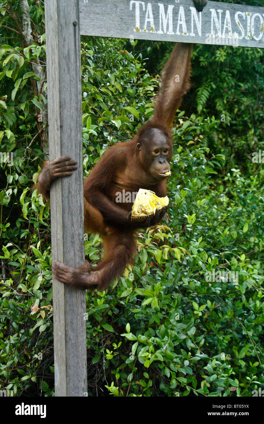 Les jeunes de l'alimentation, de l'orang-outan ananas Camp Leakey, Bornéo, Indonésie Banque D'Images