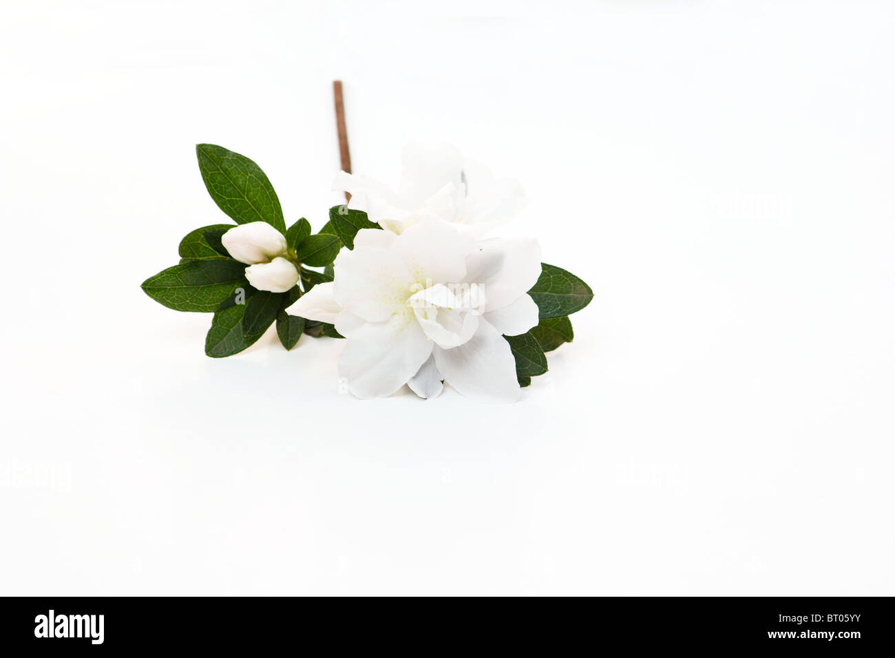 Perdre du Rhododendron blanc fleur sur fond blanc Banque D'Images