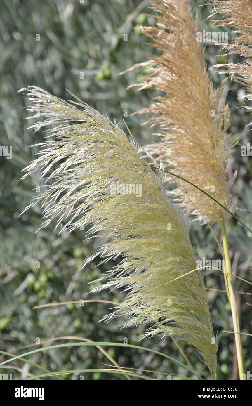 [Pamaps frondes herbe] forme épis floraux plumeux panaches palm comme des fans agitant des semences plumeuses fleurs tête sur les tiges Banque D'Images