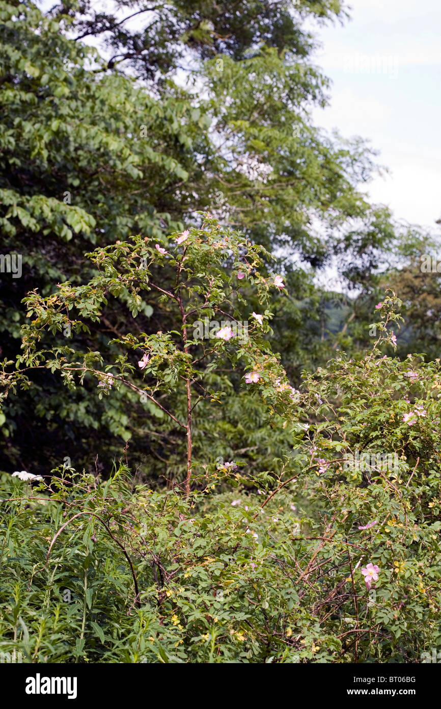 Dog Rose Millers Dale Derbyshire, Angleterre Banque D'Images