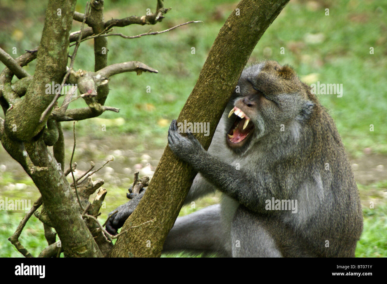 Le bâillement de macaques à longue queue, Bali, Indonésie Banque D'Images