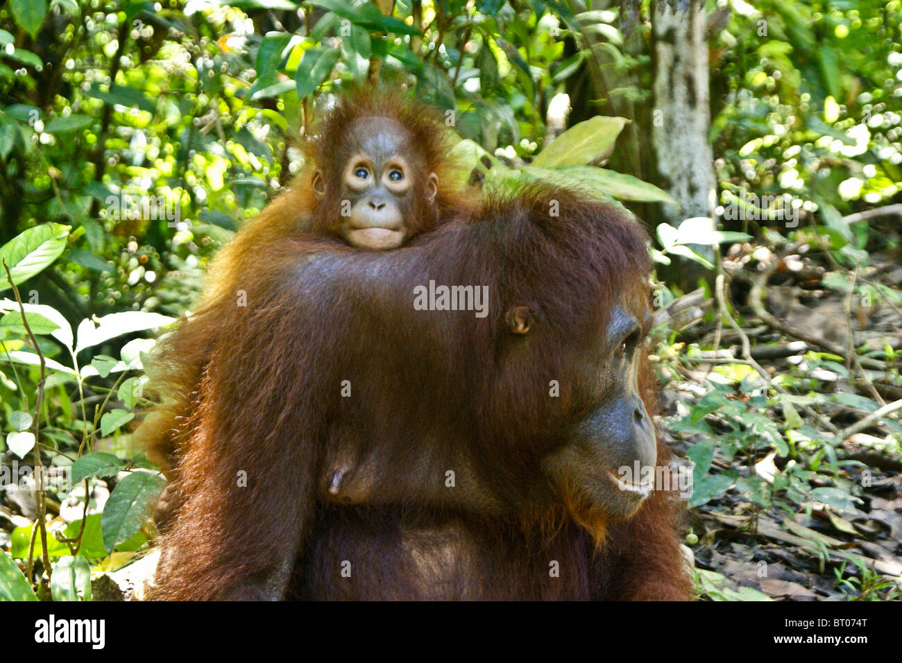 Orang-outan avec bébé sur le dos, Bornéo, Indonésie Banque D'Images