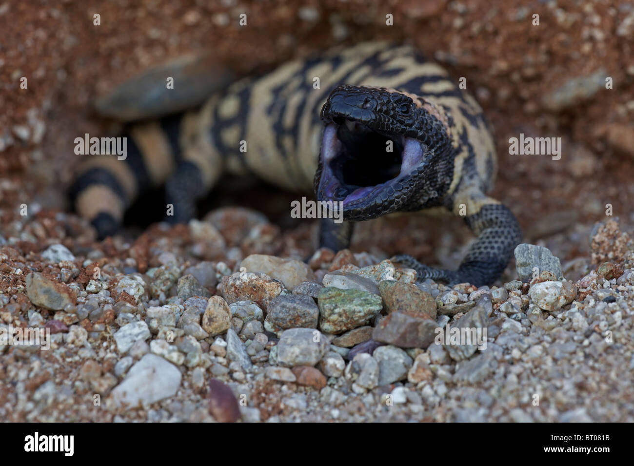 Monstre de Gila (Heloderma suspectum) désert de Sonora - Arizona - réaction défensive, l'un des deux lézards venimeux dans le monde Banque D'Images