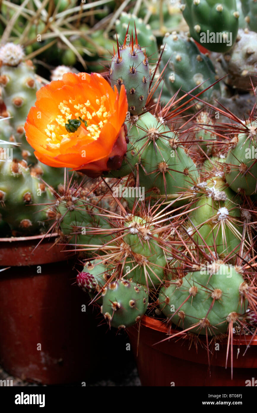 (Cactus Tunilla chilensis) Banque D'Images