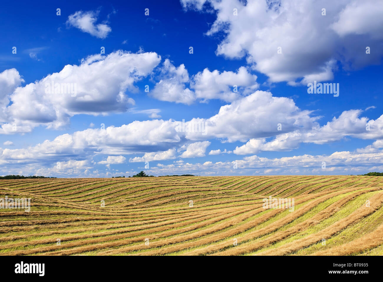 Rangées de superficies de blé et les cumulus sur les Prairies canadiennes. Tiger Hills, au Manitoba, Canada. Banque D'Images