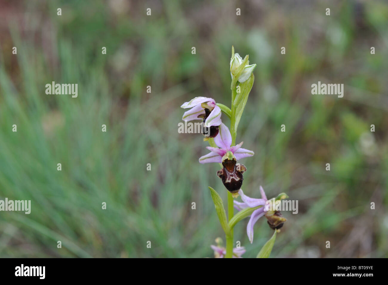 Woodcock orchid (Ophrys scolopax) à floraison printemps - Cévennes - France Banque D'Images