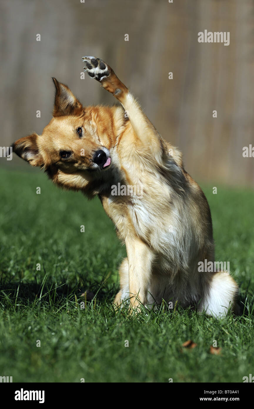Mongrel (Canis lupus familiaris). Chaque séance avec les pattes avant. Banque D'Images