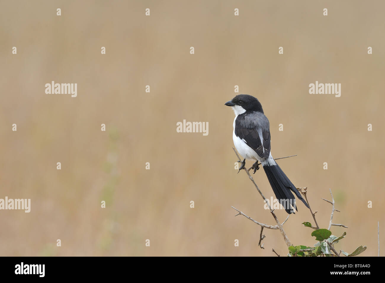 Exercice Long-tailed shrike - Longue queue migratrice (Lanius cabanisi financière) sur une branche - Parc National de Nairobi - Kenya - Afrique de l'Est Banque D'Images