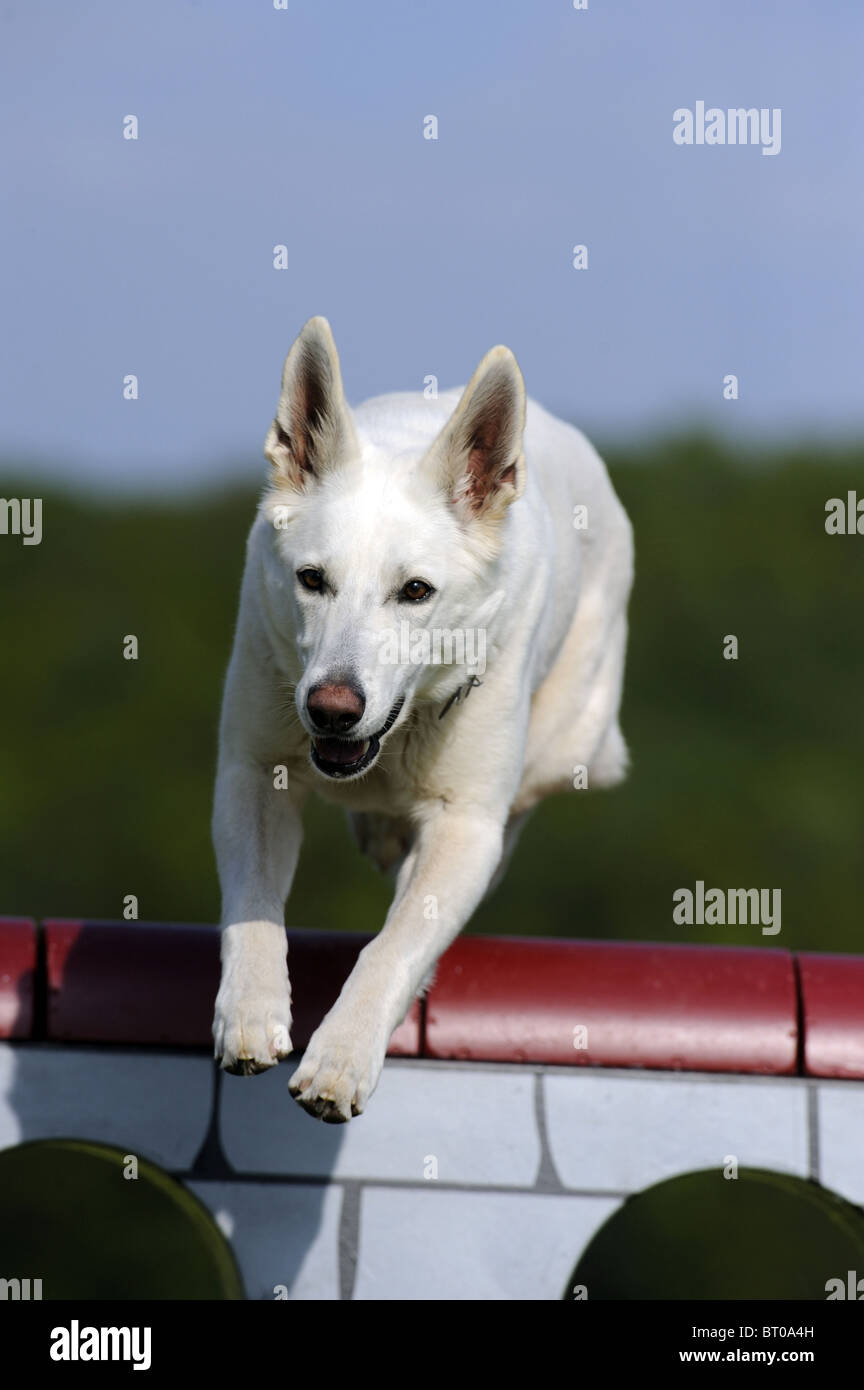 Berger Blanc Américain Canadien Chien (Canis lupus familiaris) sauter par dessus un obstacle. Banque D'Images