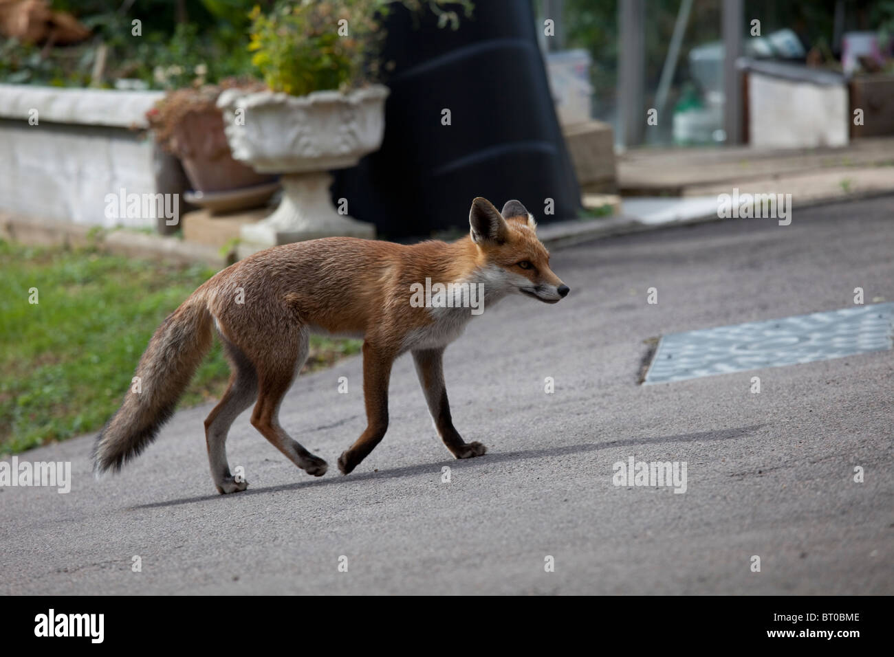 Fox urbain dans un jardin en plein jour, Cotswolds, Royaume-Uni Banque D'Images