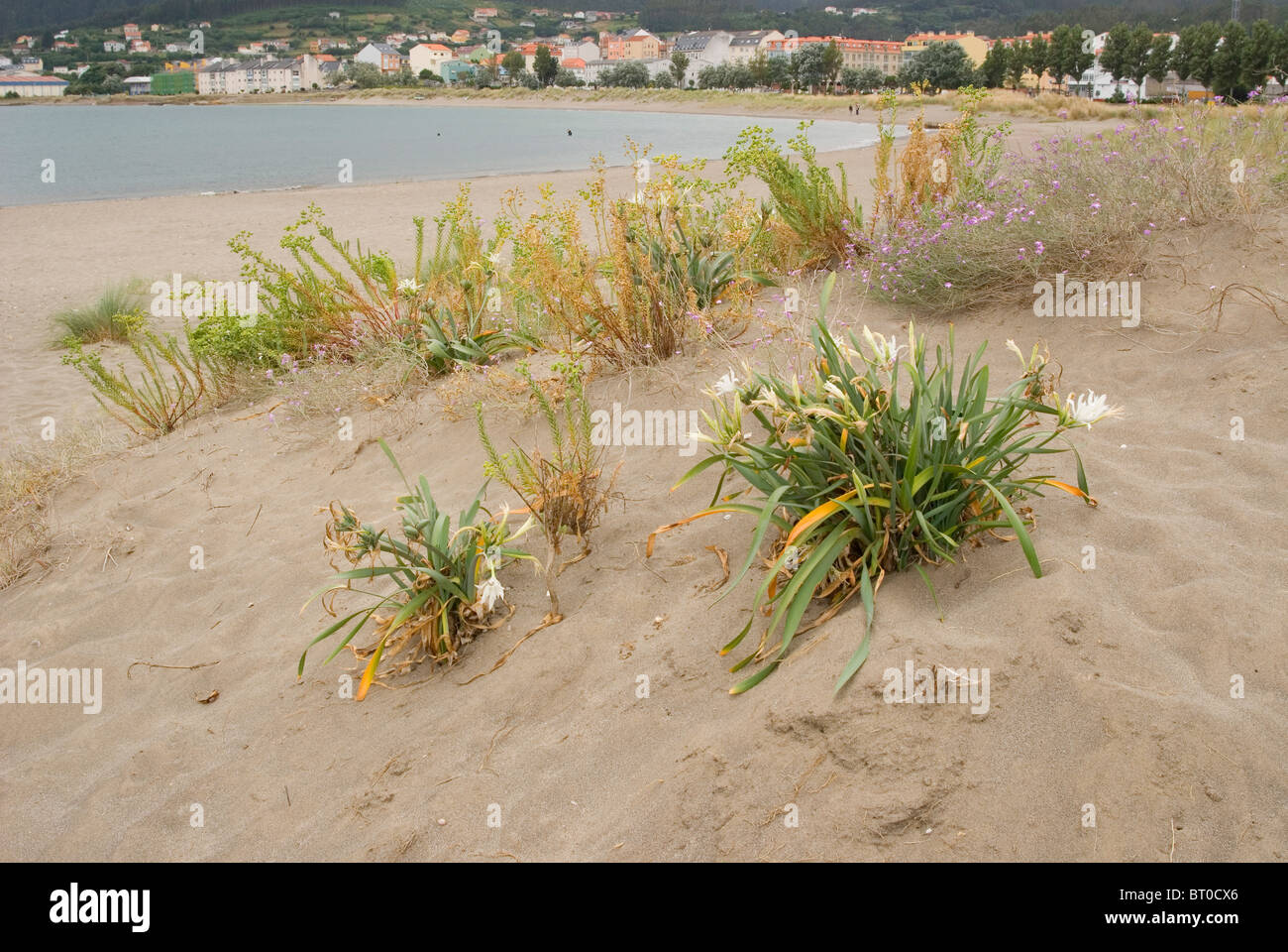 Dunes de sable de la flore. Cariño, Galice, Espagne. Banque D'Images