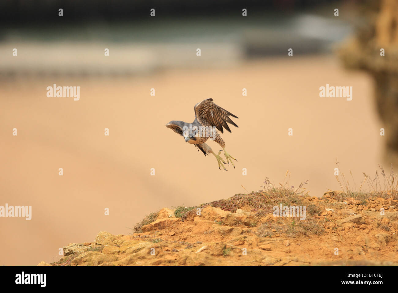 Le faucon pèlerin (Falco peregrinus), Royaume-Uni Banque D'Images