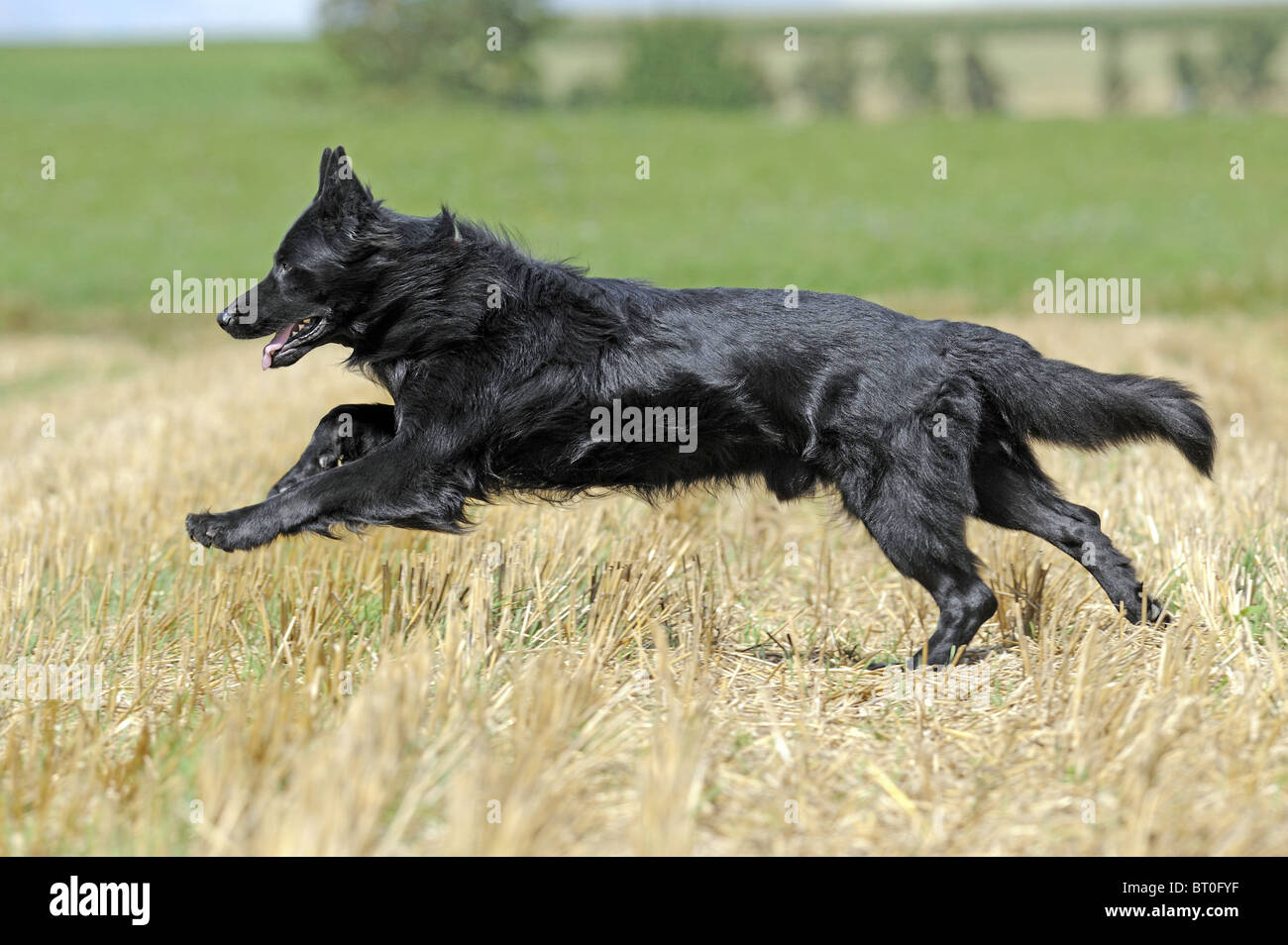 Berger allemand, l'alsacien (Canis lupus familiaris). Mâle noir s'exécutant sur un champ de chaumes. Banque D'Images