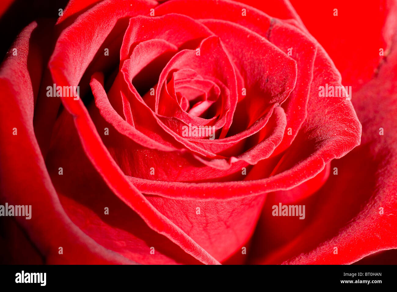 Belle romantique rose rouge close-up. Focus sélectif. Banque D'Images