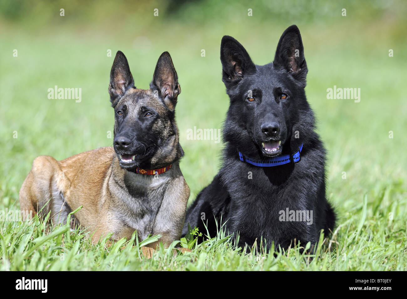 Black Berger Allemand, l'alsacien (Canis lupus familiaris) et chien de berger belge située à côté de l'autre sur un pré. Banque D'Images
