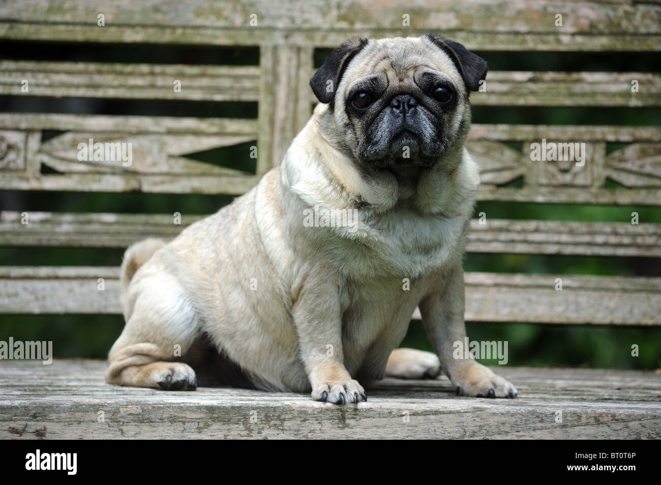Le PUG (Canis lupus familiaris). Vieux chien assis sur une banque. Banque D'Images