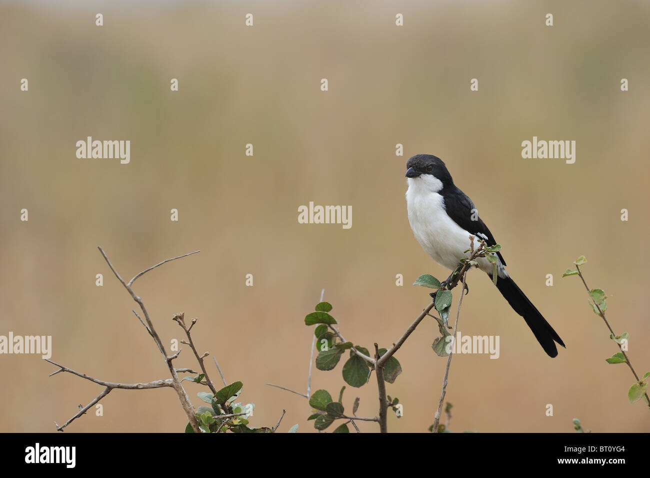 Exercice Long-tailed shrike - Longue queue migratrice (Lanius cabanisi financière) sur une branche - Parc National de Nairobi - Kenya - Afrique de l'Est Banque D'Images