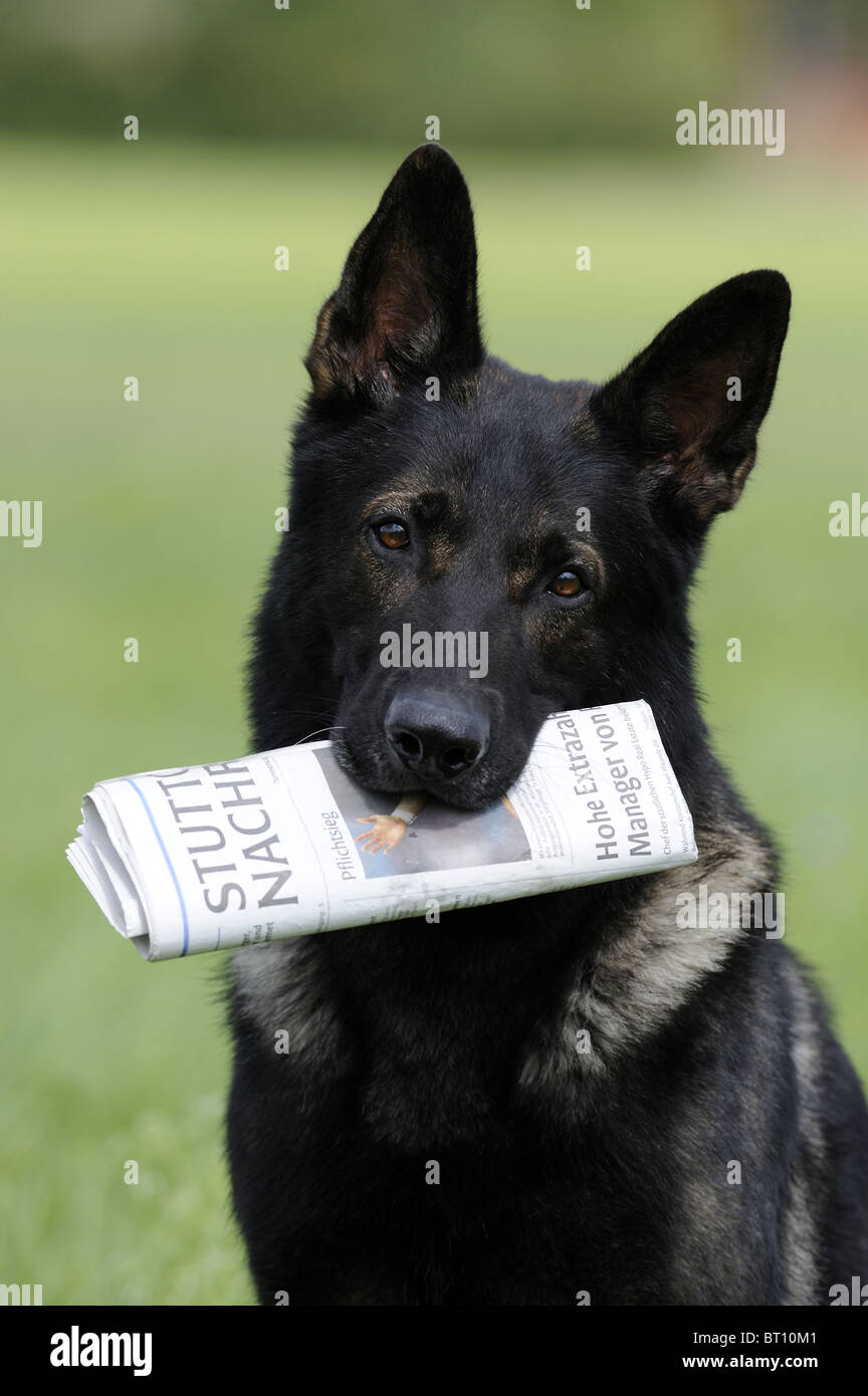 Berger allemand, l'alsacien (Canis lupus familiaris), homme de la lecture d'un journal. Banque D'Images