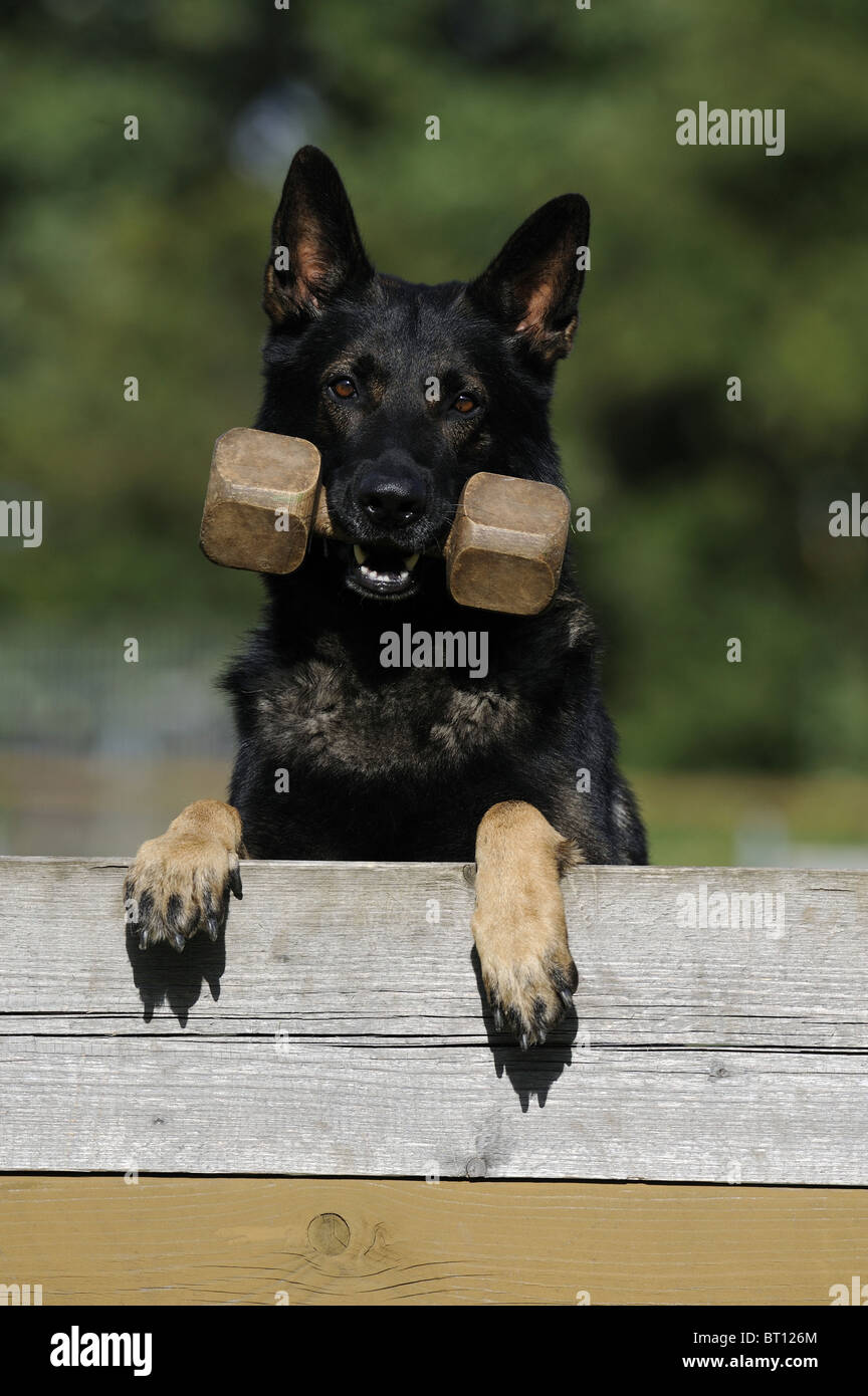 Berger allemand, l'alsacien (Canis lupus familiaris), portrait d'un homme sombre avec un jouet dans la bouche. Banque D'Images