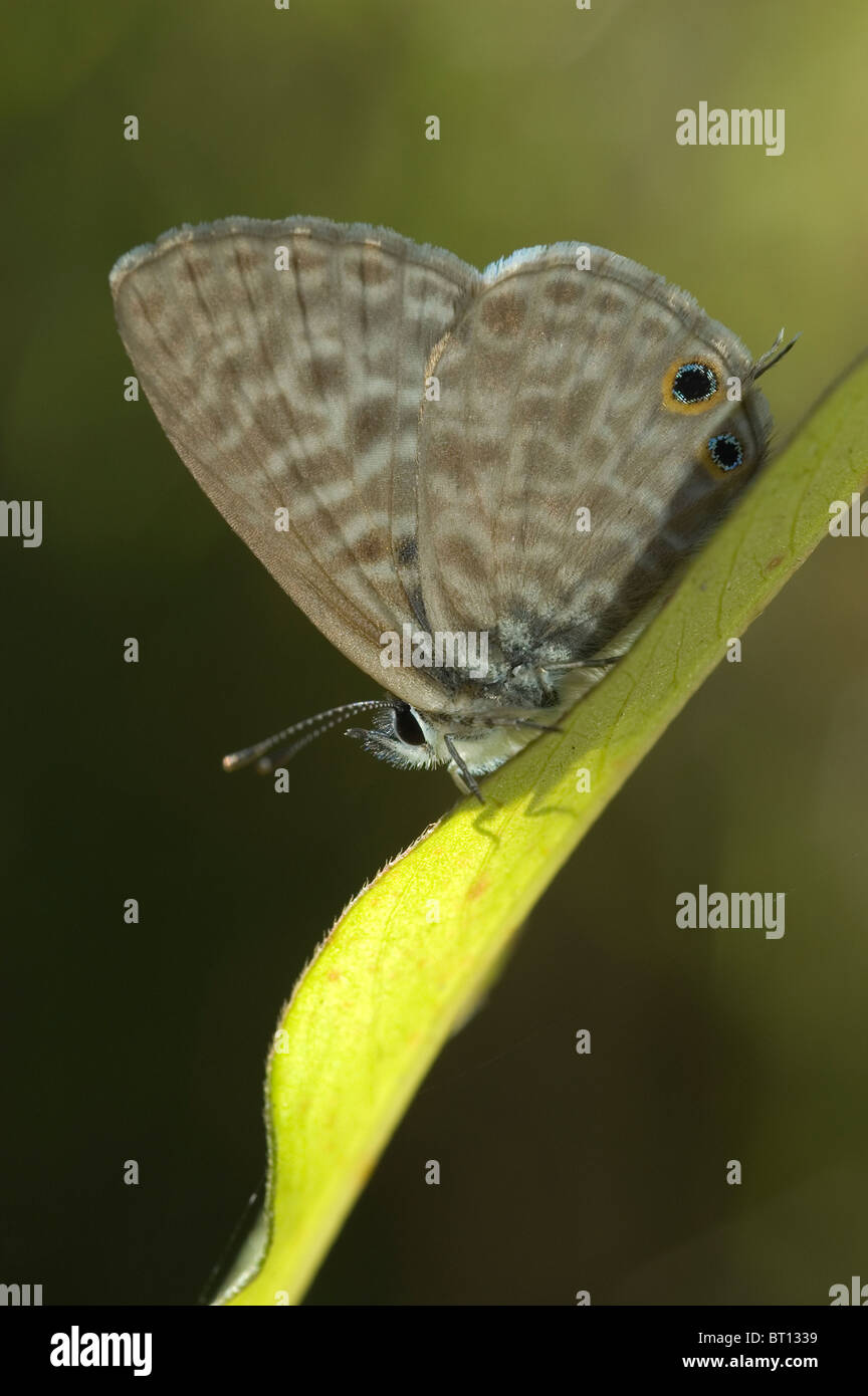 Lang's short-tailed blue (Leptotes pirithous) Banque D'Images