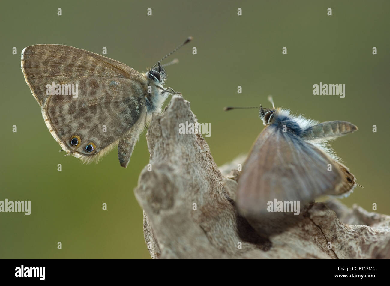 Lang's short-tailed blue la pariade (Leptotes pirithous) Banque D'Images