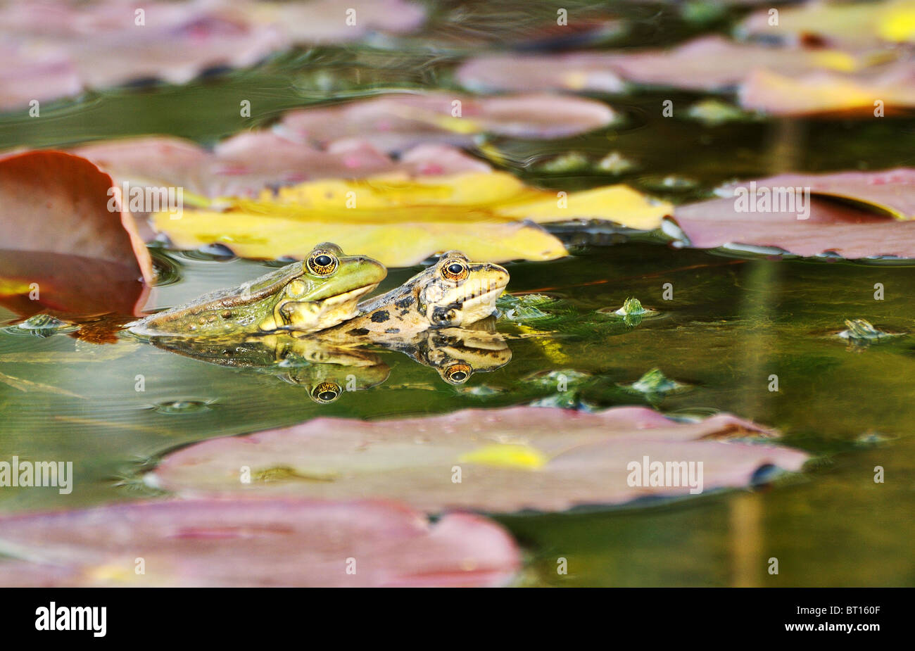 Les grenouilles à l'état sauvage au début de la période d'accouplement Banque D'Images