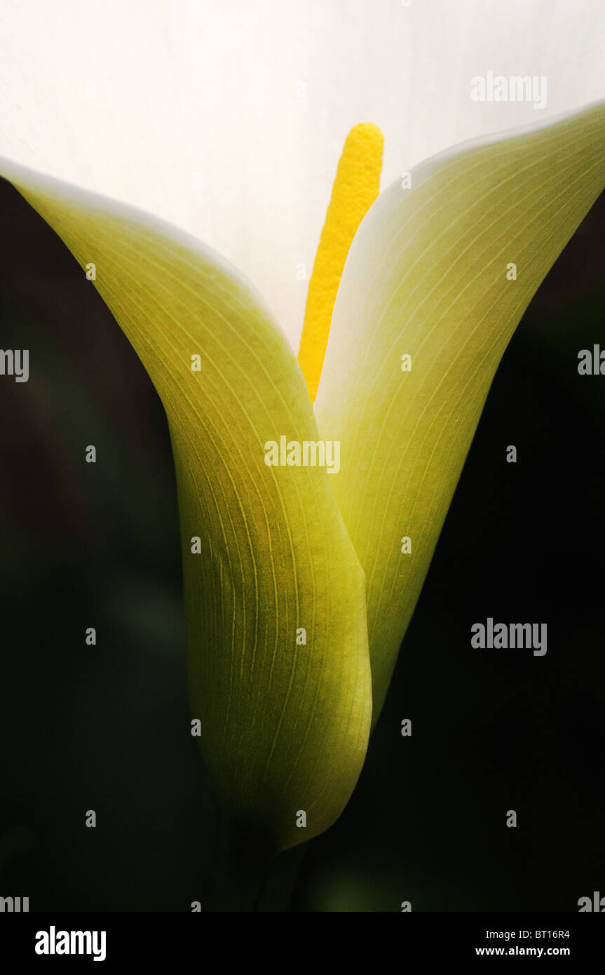 Capturer l'essence de l'Arum Lily Banque D'Images