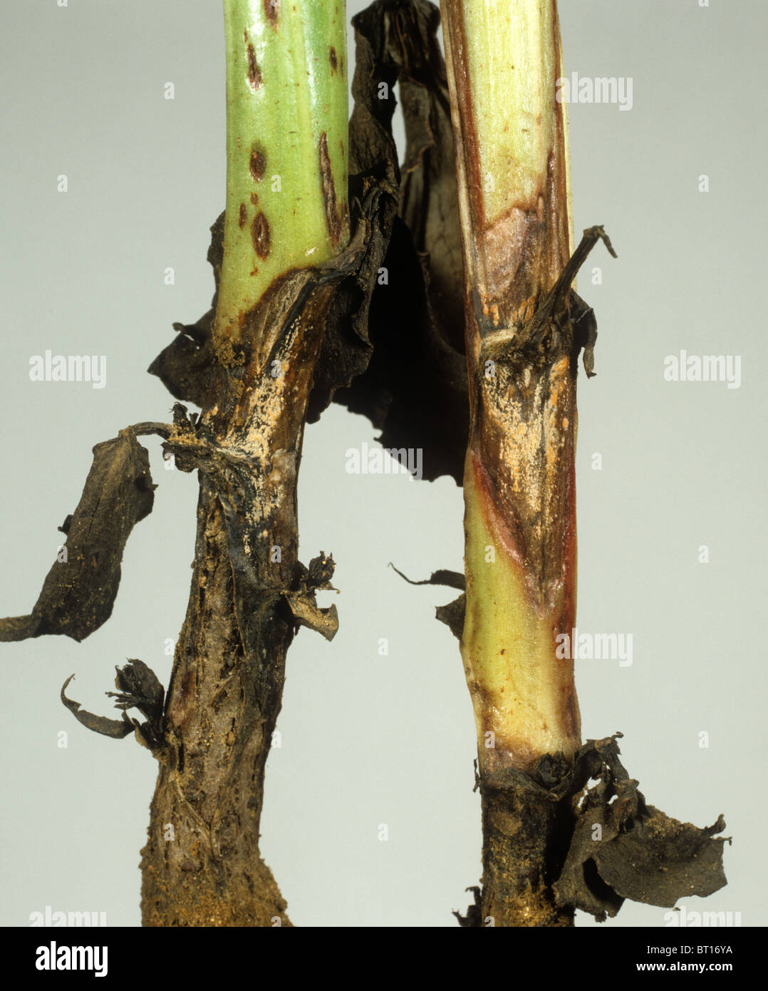 Fusarioses Fusarium solani sur gree des semis de haricots Photo Stock -  Alamy