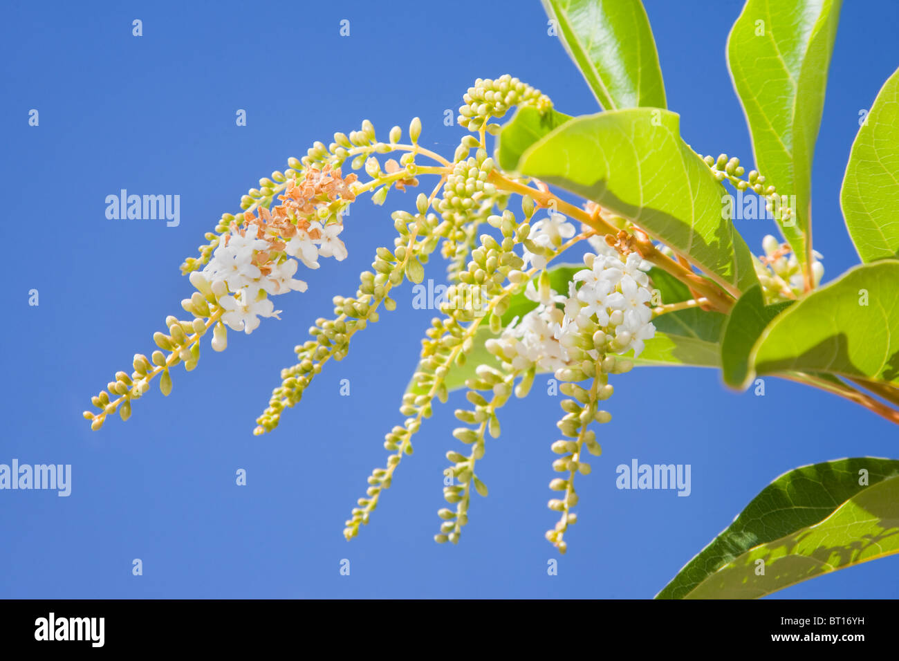 Fiddlewood Citharexylum spinosum en fleur Banque D'Images