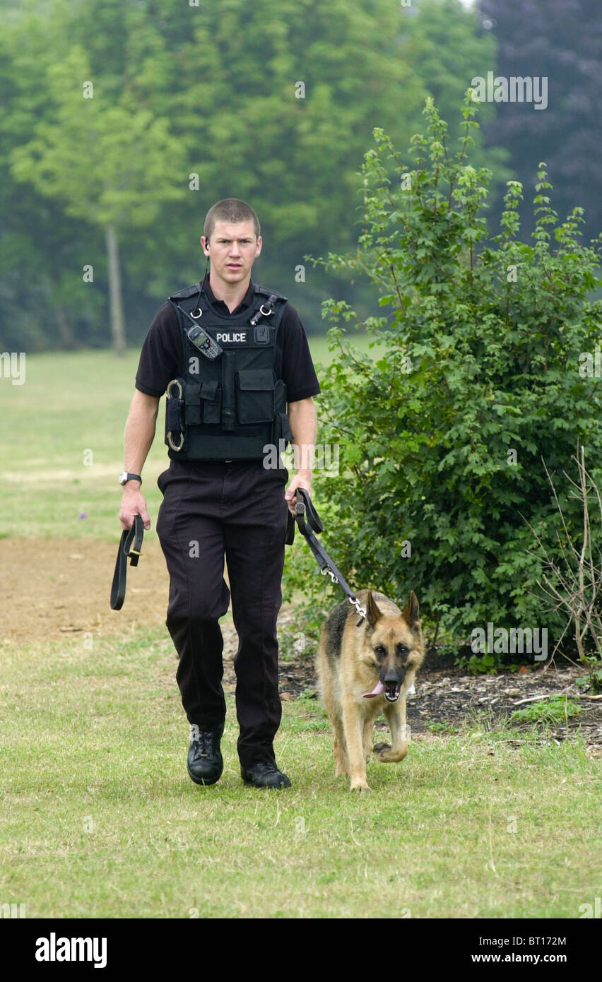 Conducteur de chien de police avec un alsacien cherche une zone de Bedford après une attaque, Bedfordshire, England UK Banque D'Images