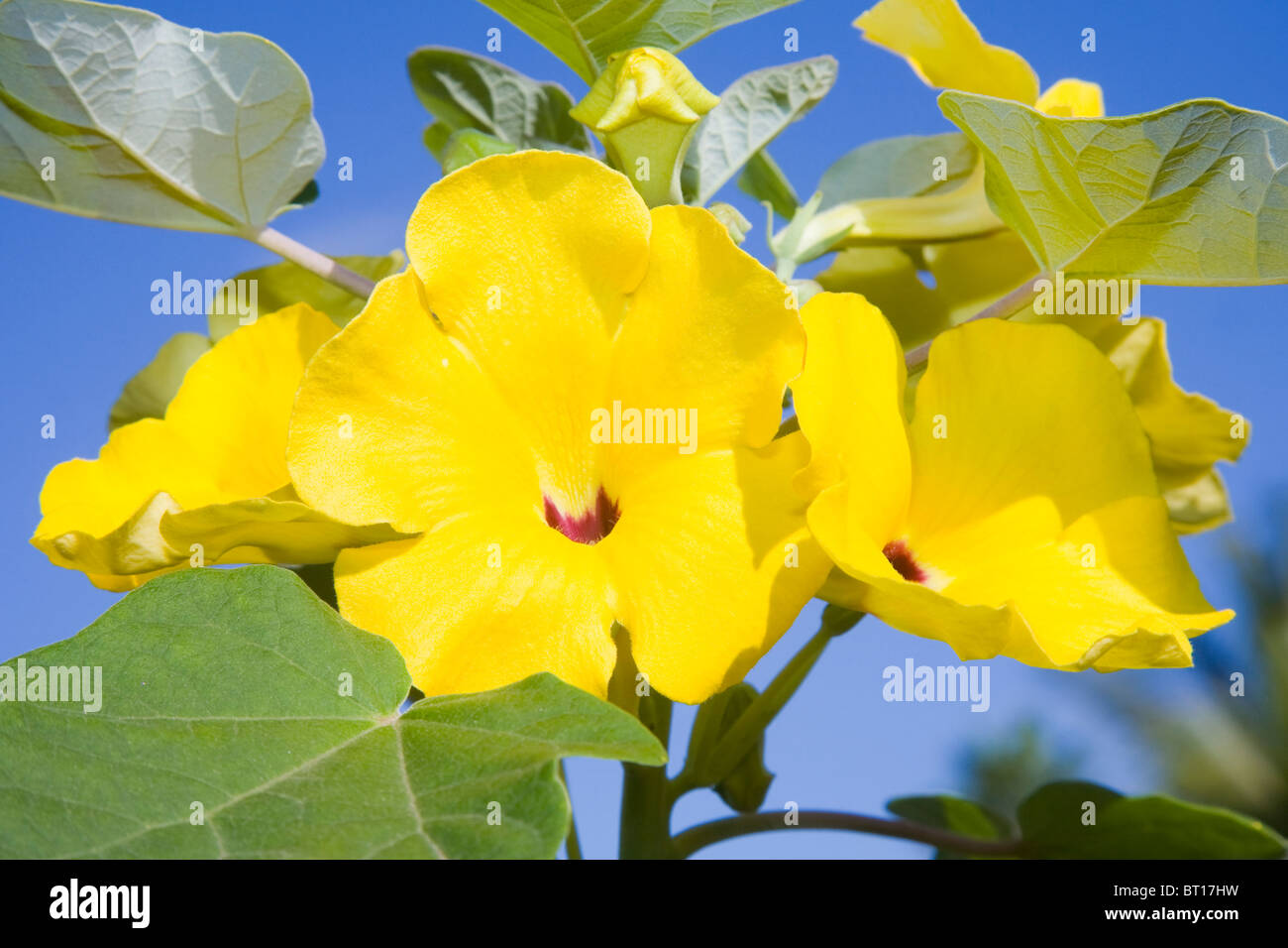 Uncarina grandidieri ou les succulentes de Madagascar arbre de sésame Banque D'Images