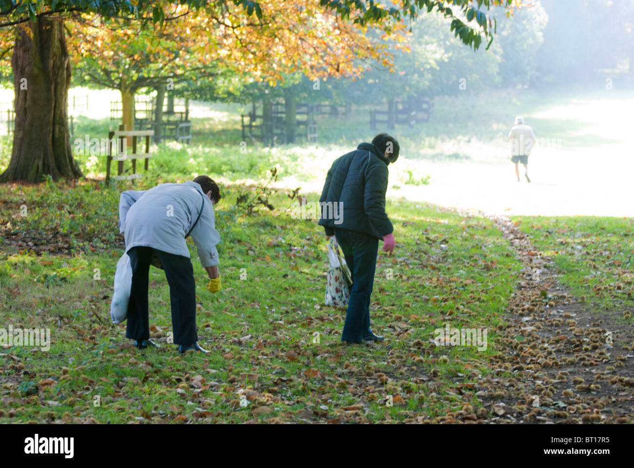 Ils étaient en quête de tombé de châtaignes, Wollaton Park, Nottingham, England, UK Banque D'Images