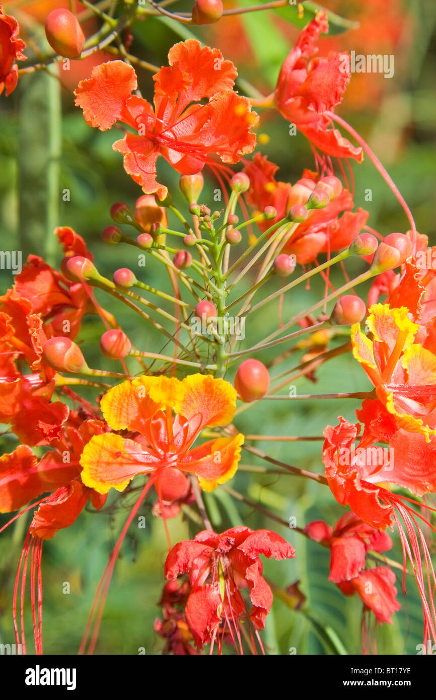 Caesalpinia pulcherrima ou la fleur de paon Banque D'Images