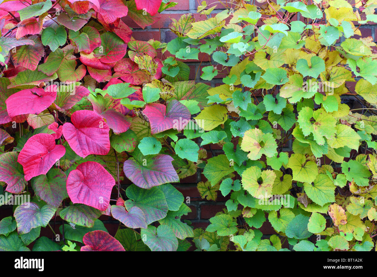 Crimson Glory Vine Gloryvine feuilles multicolores en automne Vitis Coignetiae Banque D'Images