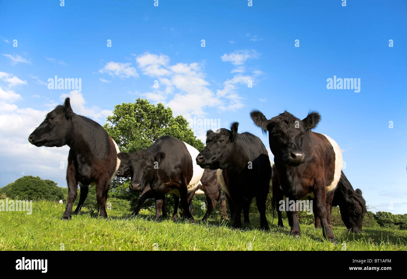 Belted Galloway Cattle dans le Lancashire Banque D'Images