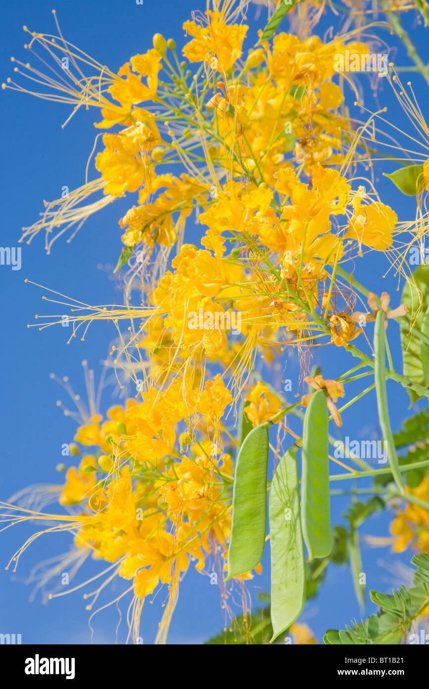 Caesalpinia pulcherrima ou la fleur de paon Banque D'Images