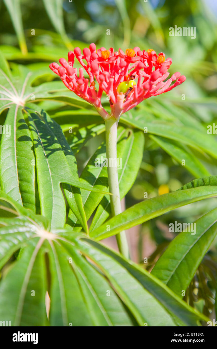 Jatropha Rouge Banque De Photographies Et D images Haute R solution jatropha-rouge-banque-de-photographies-et-d-images-haute-r-solution