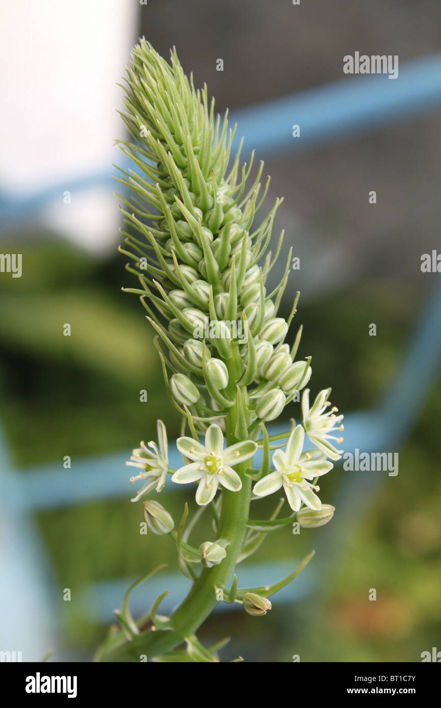 Ornithogalum caudatum / Ornithogalum Longebracteatum / Mer faux oignon, fleurs blanches Banque D'Images