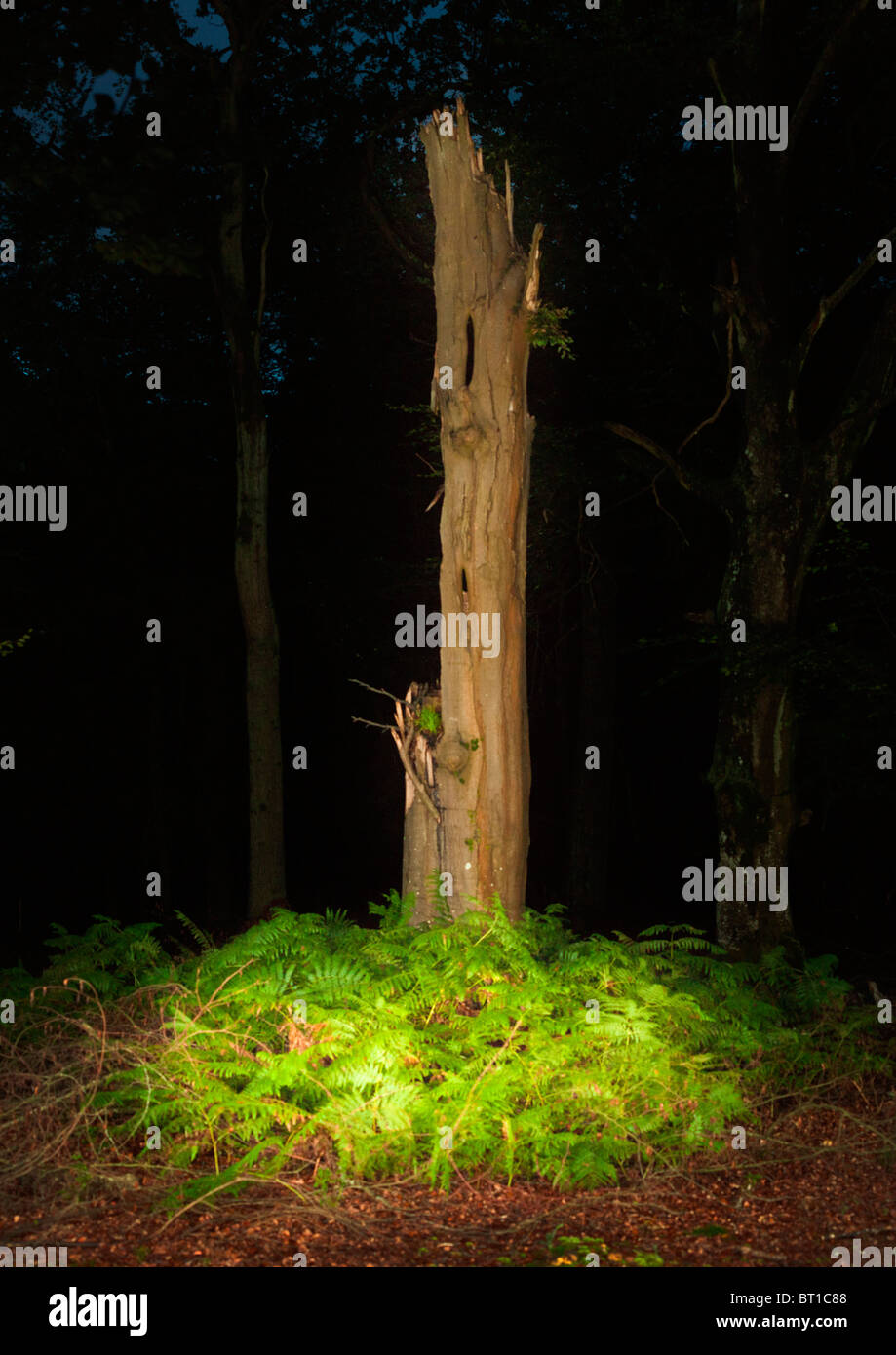 Mort solitaire grand arbre tronc entouré de feuilles de cuivre et d'automne bracken Banque D'Images
