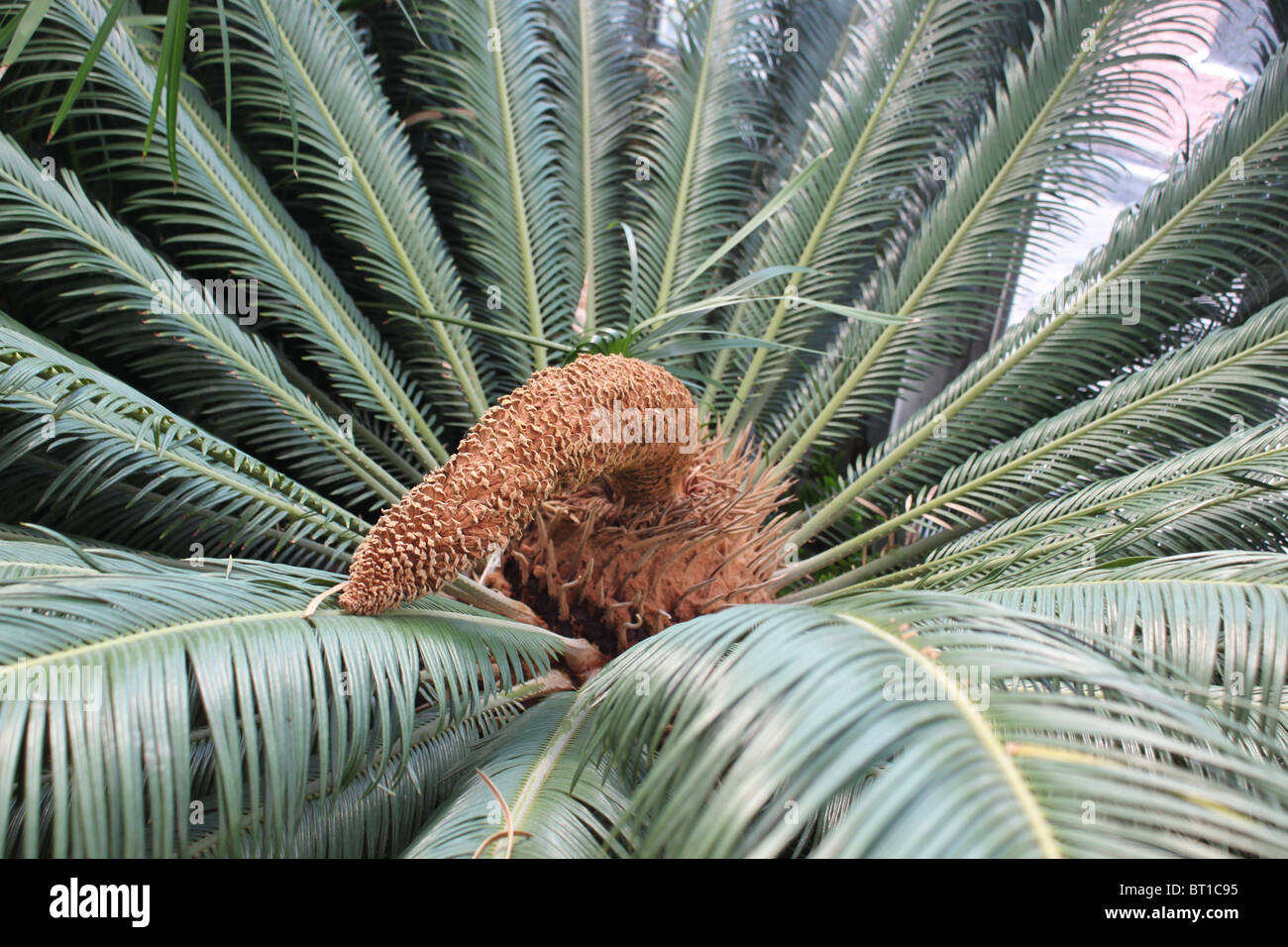 Cycas revoluta (Cycadales Sagou / Roi Baquois) Banque D'Images