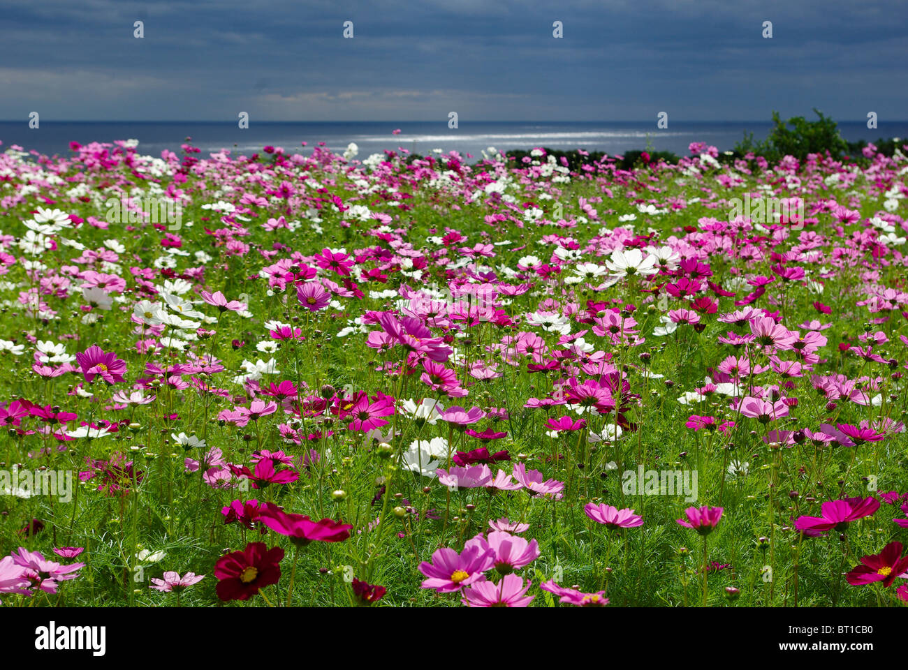 Champ de fleurs cosmos sur Yakushima Île Kyushu, Japon, Banque D'Images