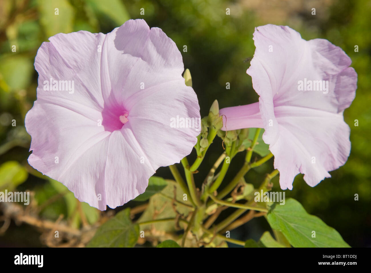 L'Ipomoea crassicaulis ou moonflower, également connu sous le nom de gloire du matin. Banque D'Images