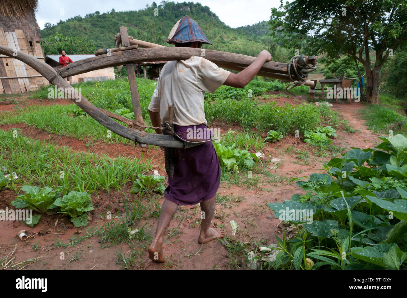 Charrue en bois transportant l'agriculteur à son champ. Collines shan du Myanmar. Banque D'Images