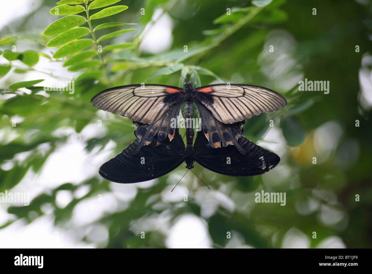 Mormon Papilio polytes (commune) papillons de l'Asie du Sud l'accouplement avec la femelle en haut Banque D'Images