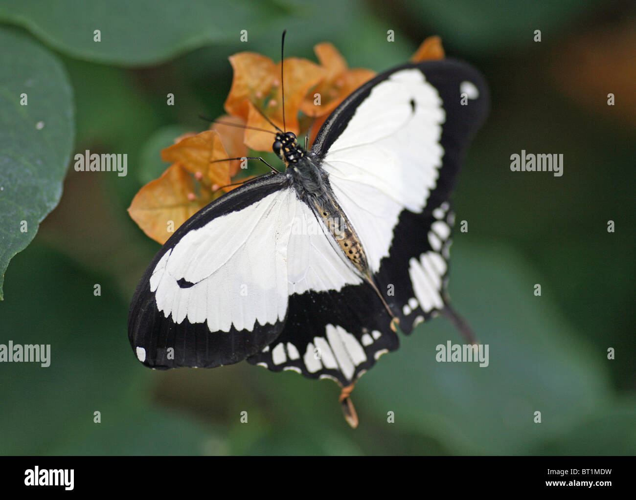 Une femelle noir et blanc Moqueur Swallowtail Butterfly, (Papilio dardanus) Banque D'Images