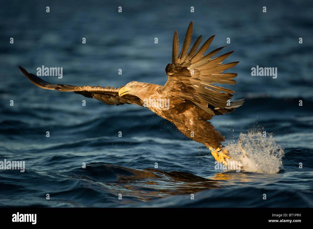 À queue blanche (Haliaeetus albicilla), des profils d'attraper un poisson. Banque D'Images