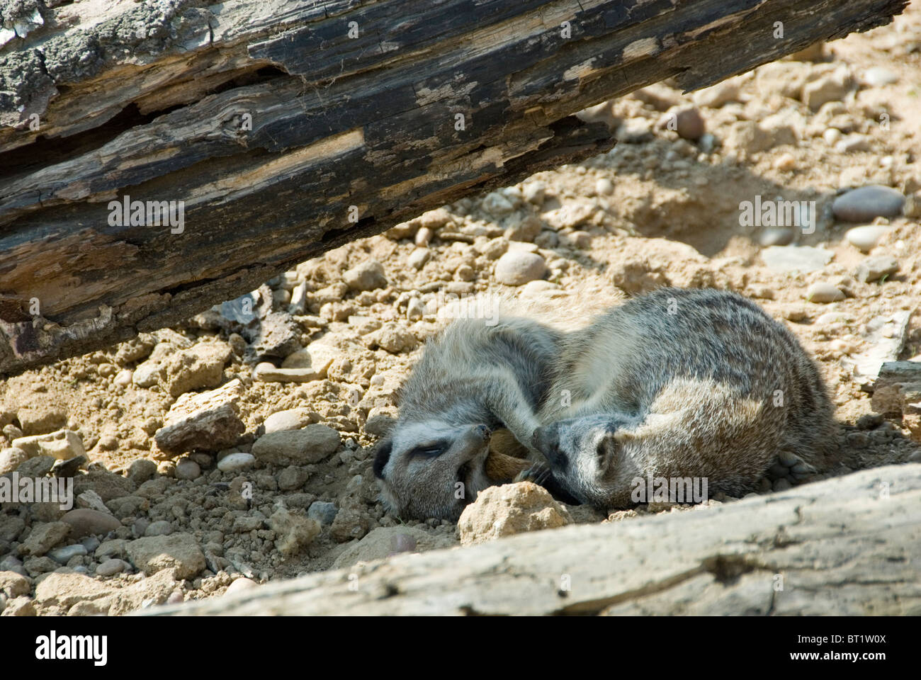 Portrait de deux jeunes Meerkat Suricata couché entassés sous Log, Yorkshire Wildlife Park, Angleterre Banque D'Images