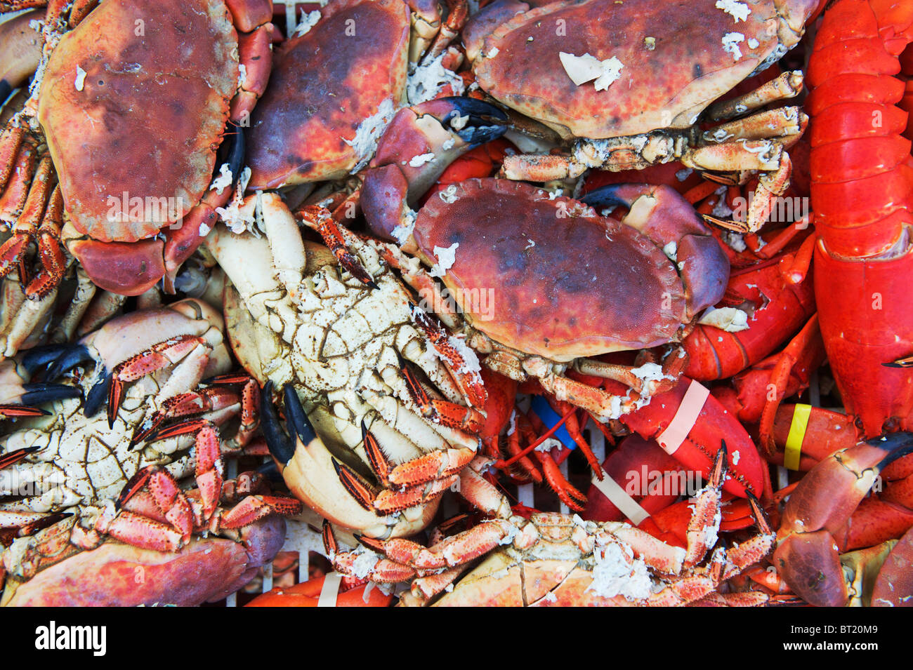 Fraîchement local pris au West Mersea, crabes et homards Banque D'Images